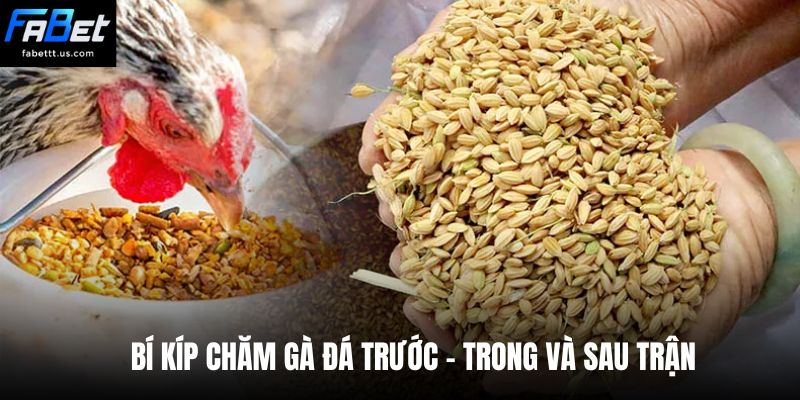 Bí kíp chăm gà đá trước - trong và sau trận 
