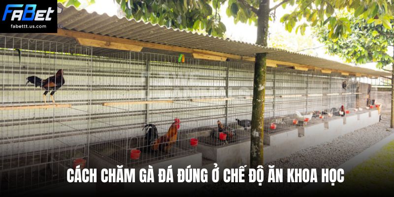Cách chăm gà đá đúng ở chế độ ăn khoa học