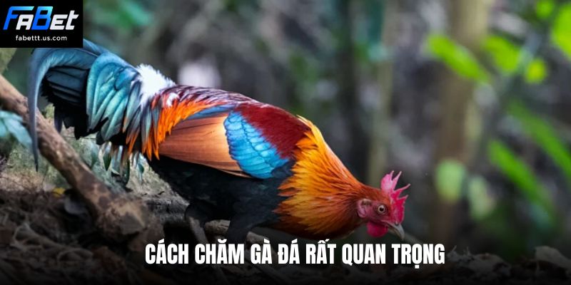 Cách chăm gà đá rất quan trọng 