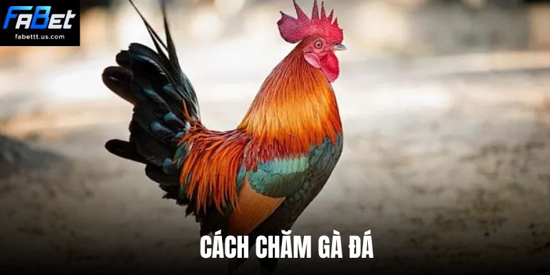Cách chăm gà đá - FABET cập nhật 4 kinh nghiệm dự đoán chính xác