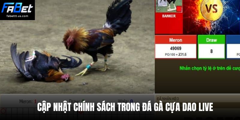 Cập nhật chính sách trong đá gà cựa dao