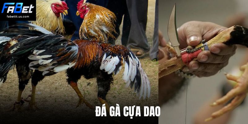 Đá gà cựa dao tại FABET - Tận hưởng kèo cược chiến kê HOT nhất 2026