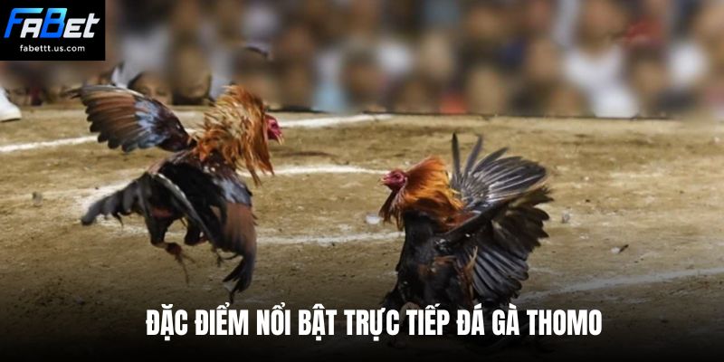 Đặc điểm nổi bật trực tiếp đá gà Thomo 