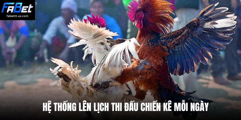 Hệ thống lên lịch thi đấu chiến kê mỗi ngày