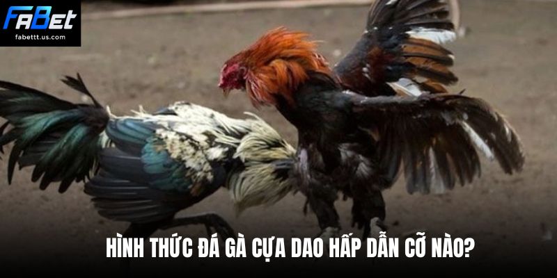 Hình thức đá gà cựa dao hấp dẫn cỡ nào?