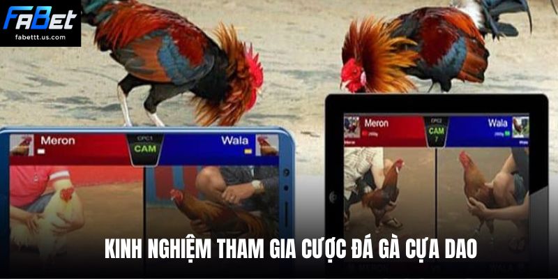Kinh nghiệm tham gia cược đá gà cựa dao 