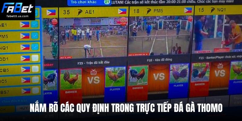 Nắm rõ các quy định trong trực tiếp đá gà Thomo