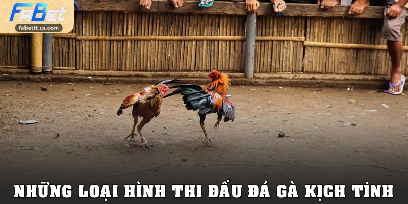 Những loại hình thi đấu đá gà kịch tính