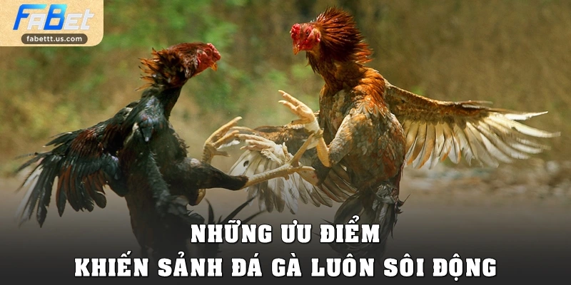 Những ưu điểm khiến sảnh đá gà luôn sôi động