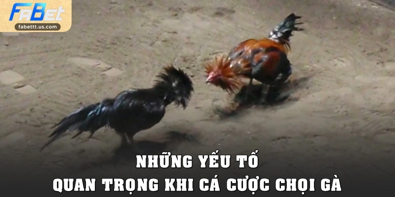 Những yếu tố quan trọng khi cá cược chọi kê
