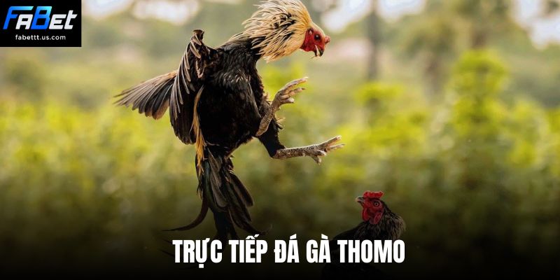 Trực tiếp đá gà Thomo 2026 - Cá cược chiến kê đỉnh cao tại FABET